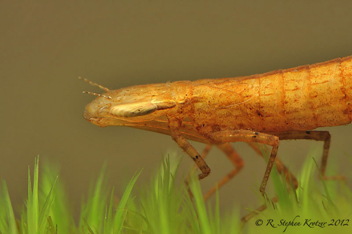 Coryphaeschna ingens, nymph